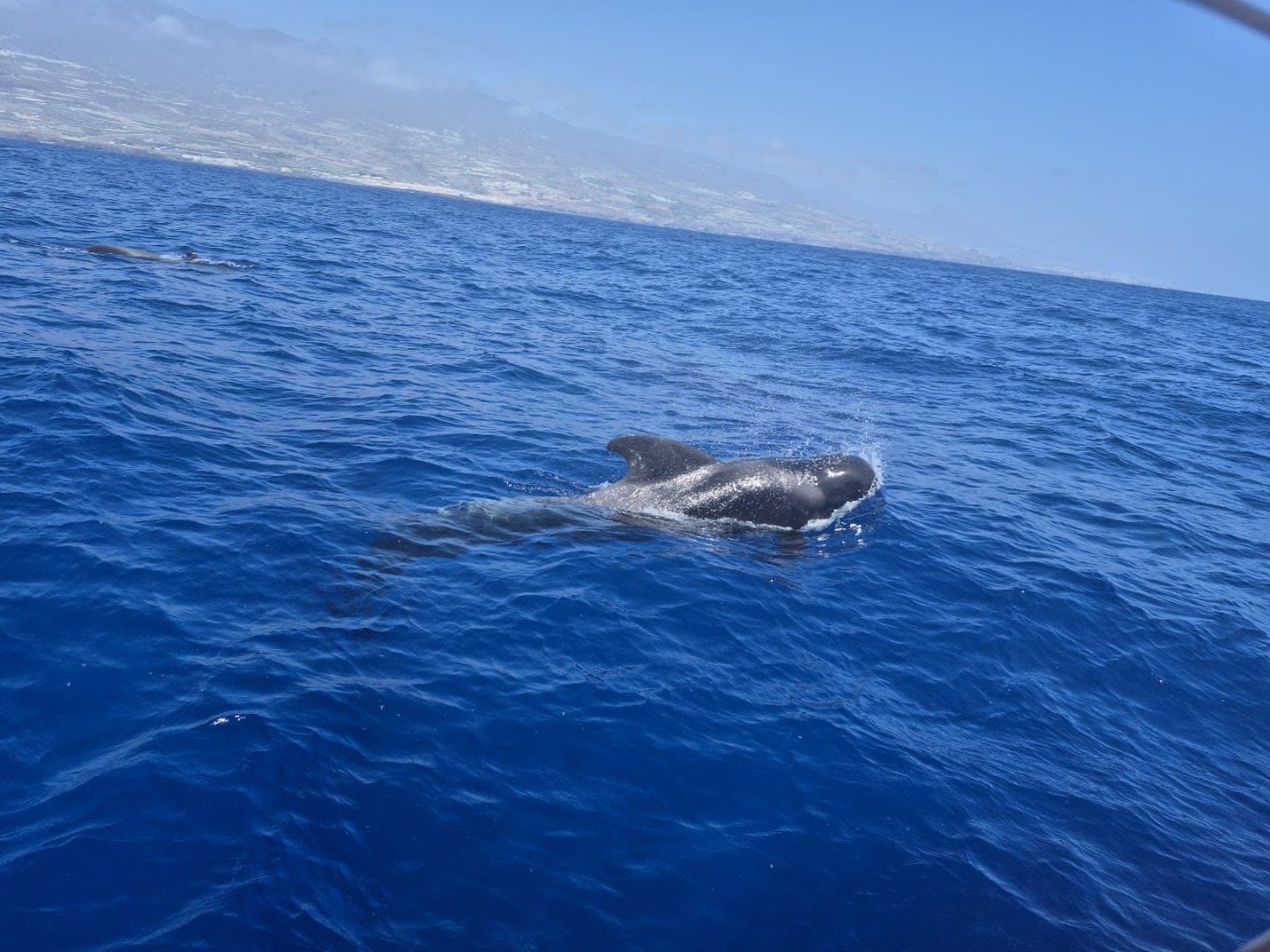 The Tenerife Channel Excursions photo 4
