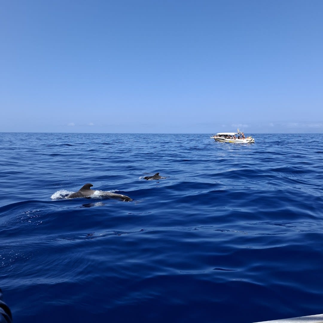 Escursioni Canarie - Tenerife photo 3