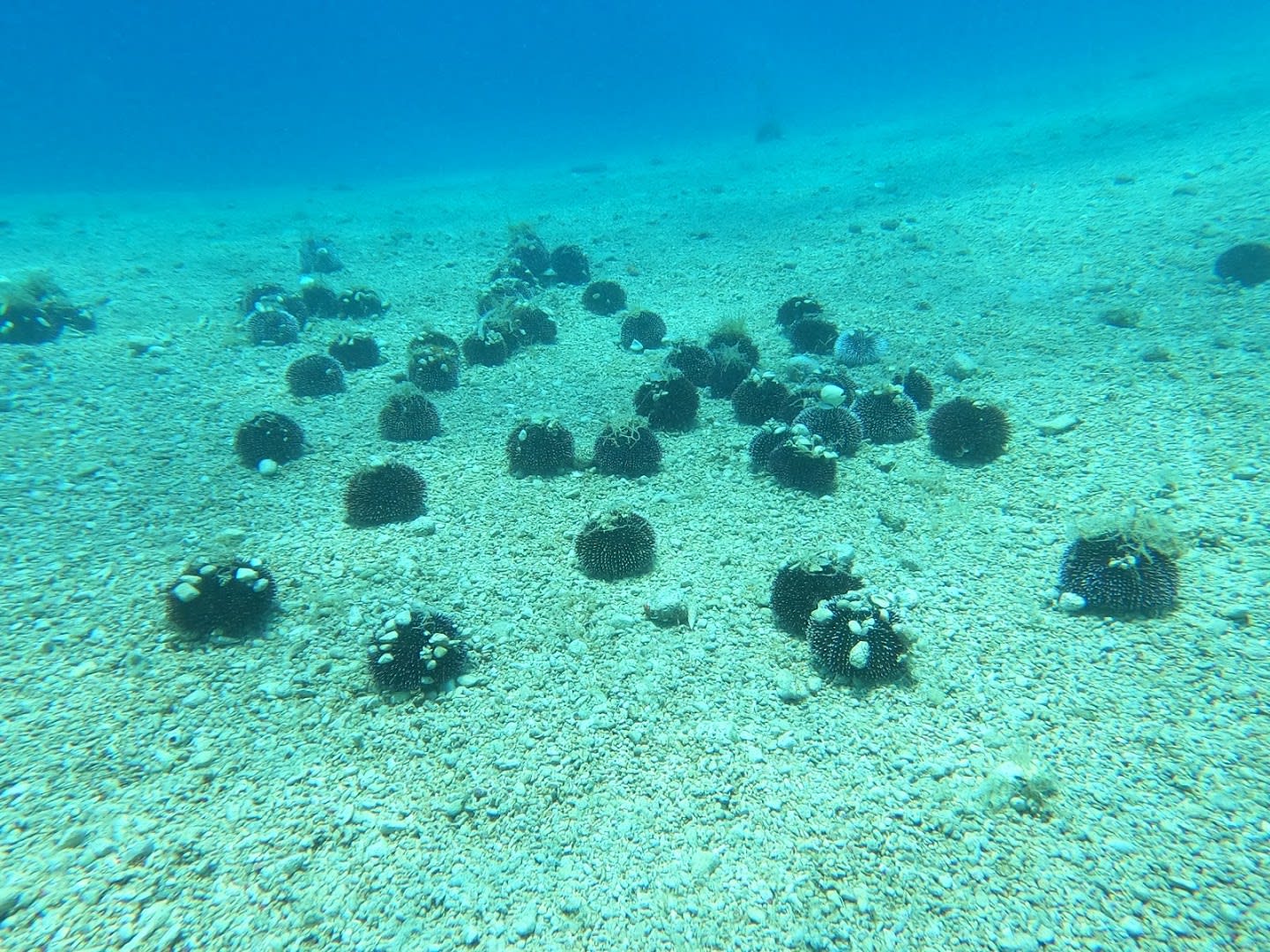 Diving Split photo 1