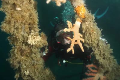 Diving Center Hippocampus photo 1