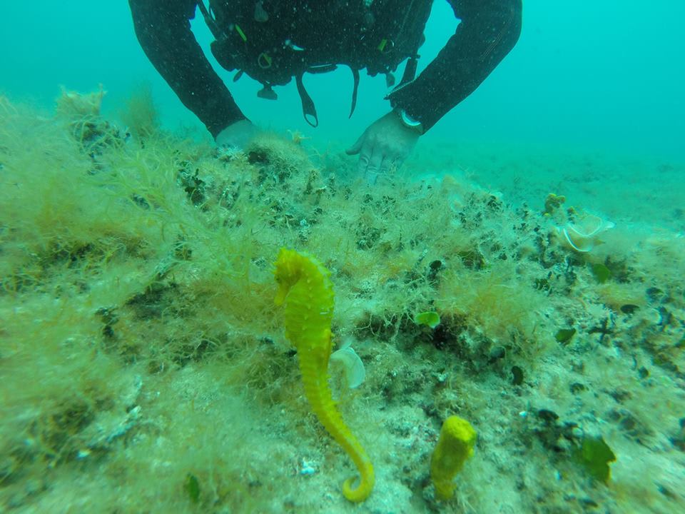 Diving Center Hippocampus photo 4