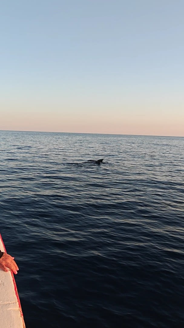 Koralj Boat photo 1