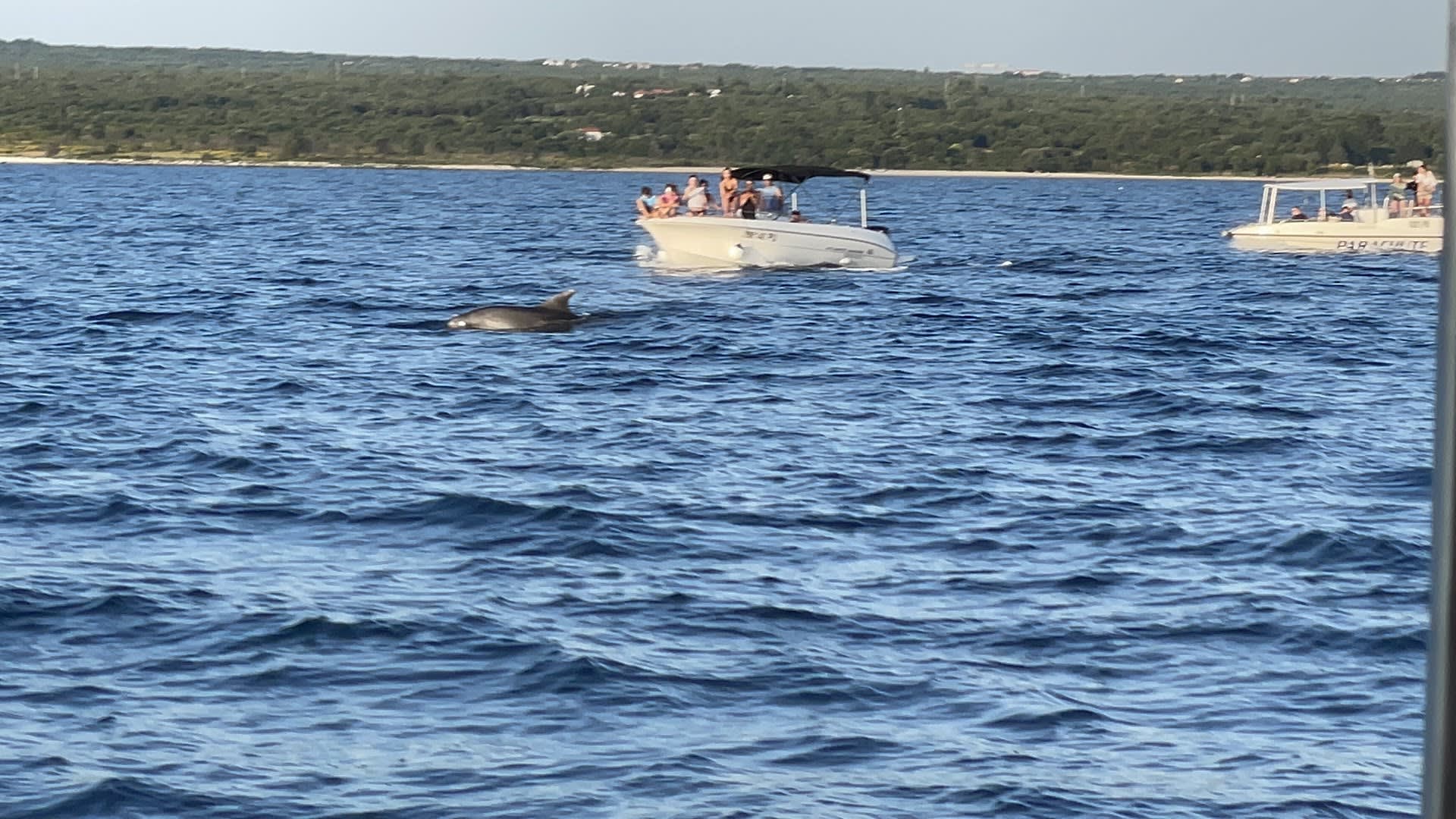 GAS Boat photo 4