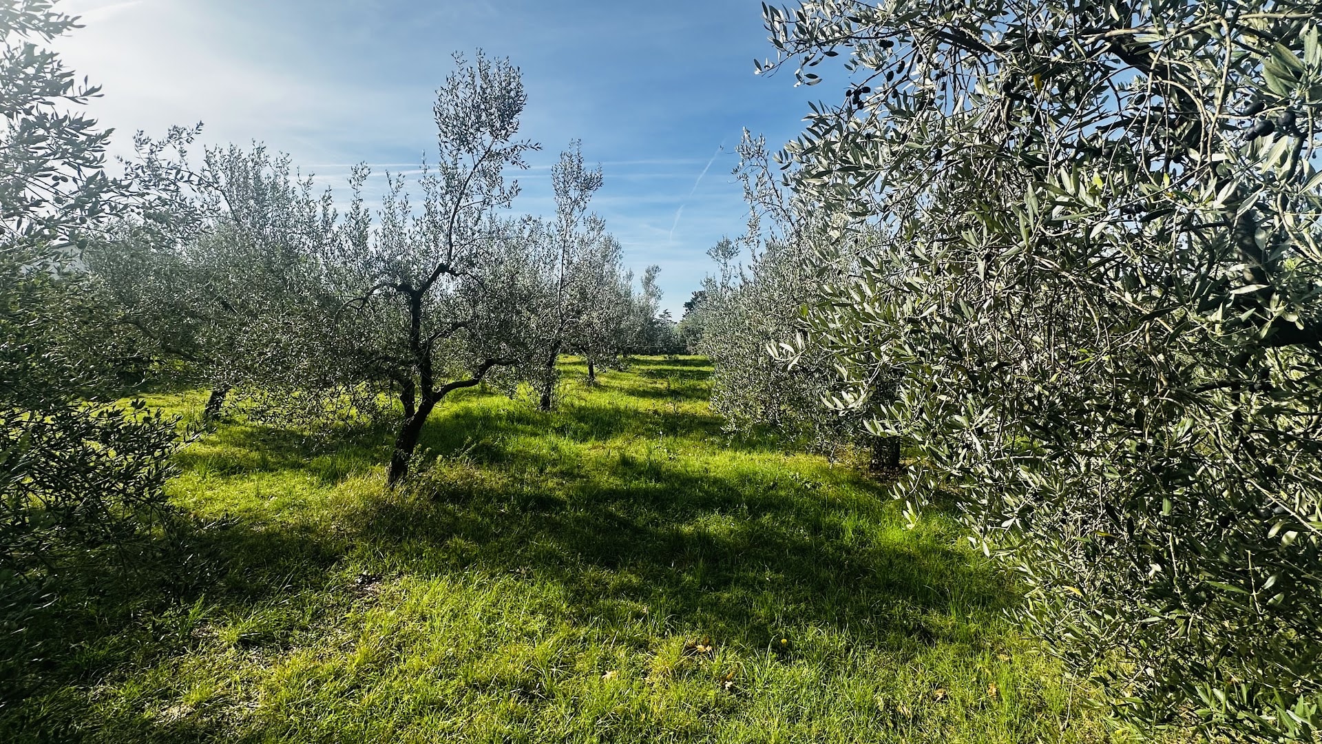 Chiavalon Extra Virgin Olive Oil photo 4