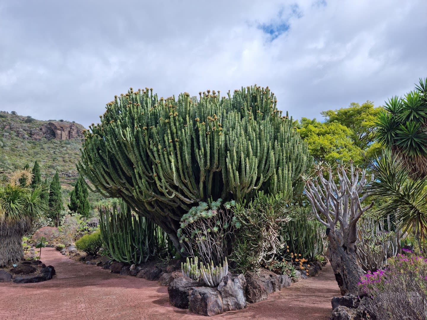 Jardín Botánico Canario Viera y Clavijo photo 2