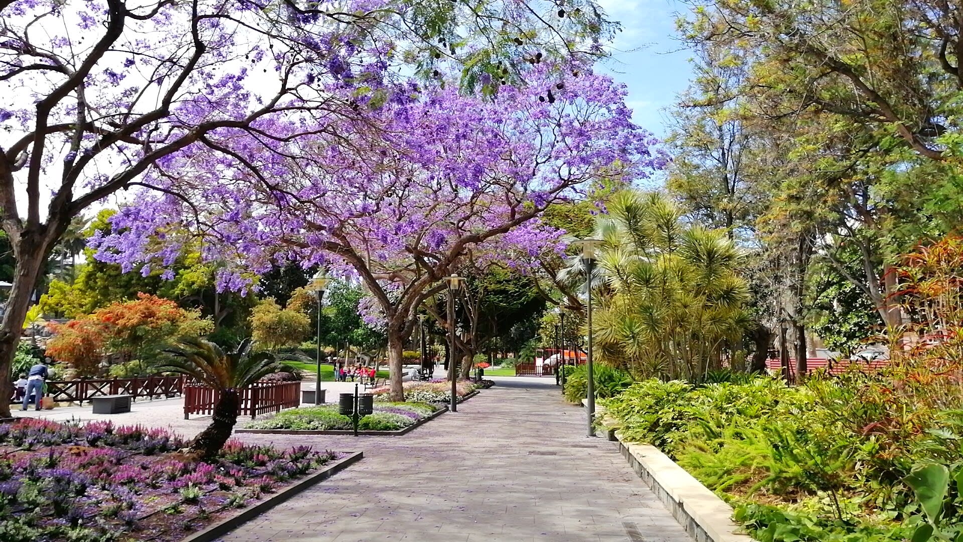 Parque Doramas photo 3