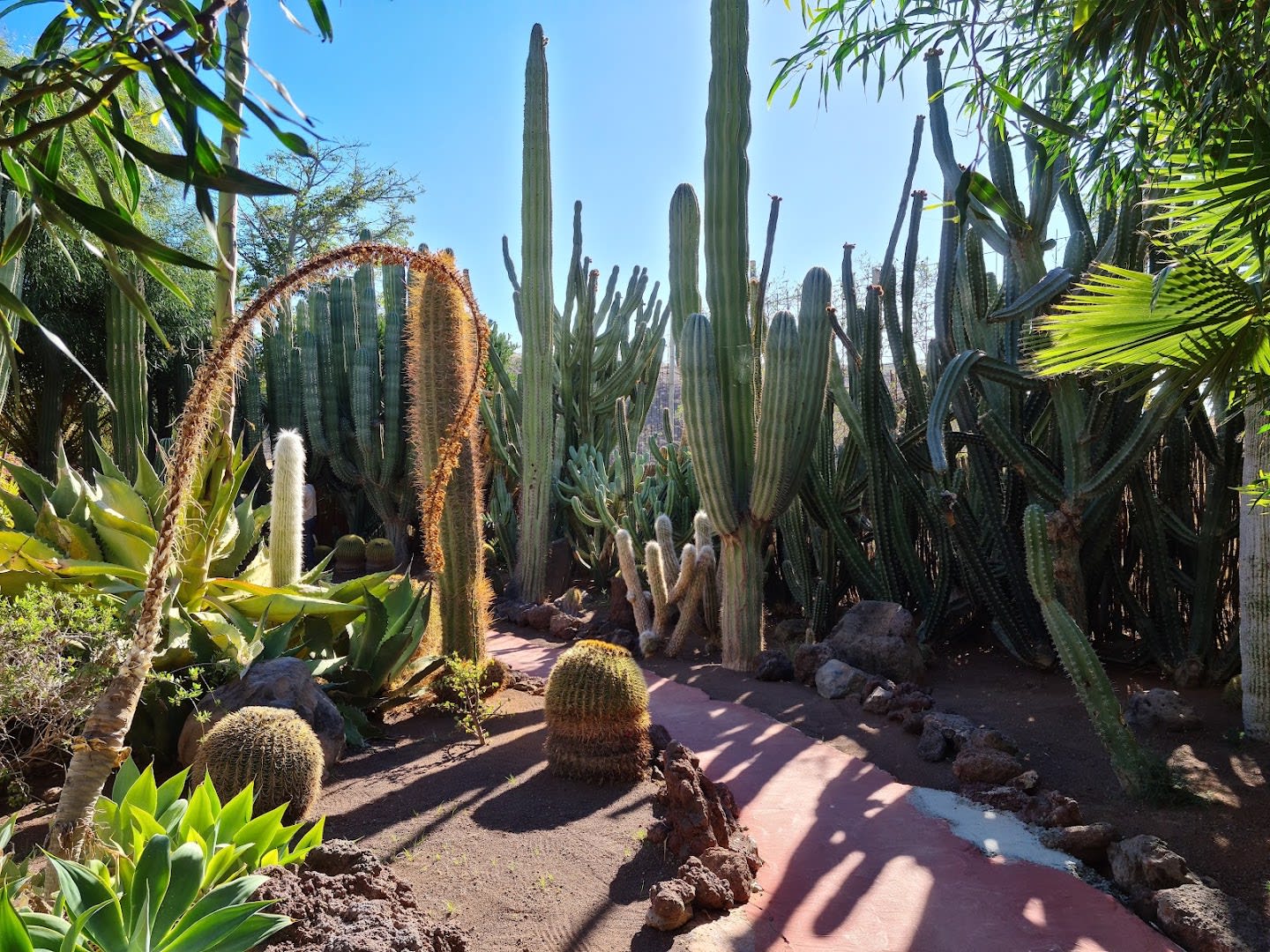 Cocodrilo Park Gran Canaria photo 4