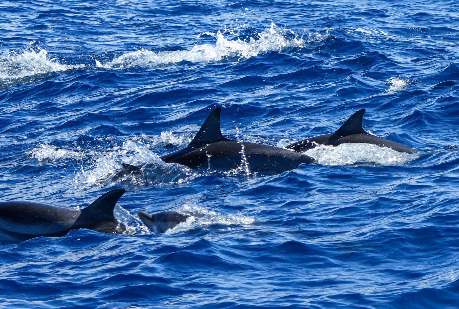 Spirit of the Sea photo 2