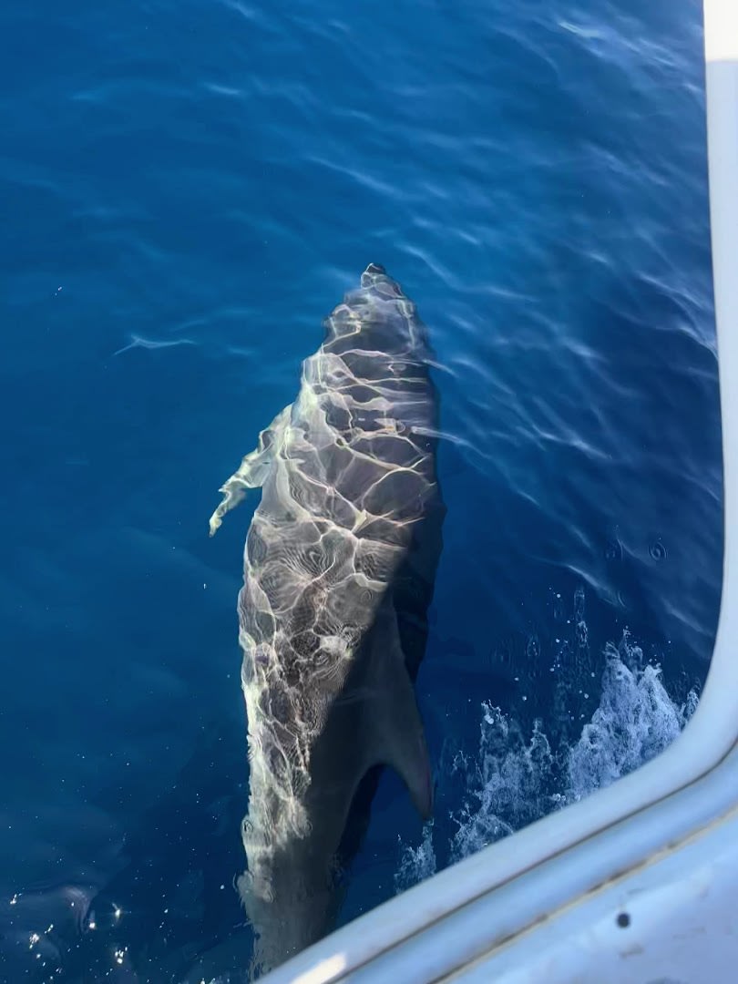 WeWhale Gran Canaria photo 1