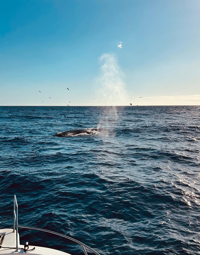 WeWhale Gran Canaria photo 2