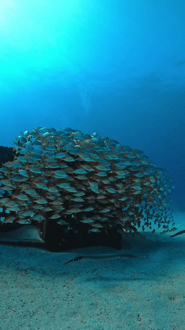 Nautico Dive Academy photo 3