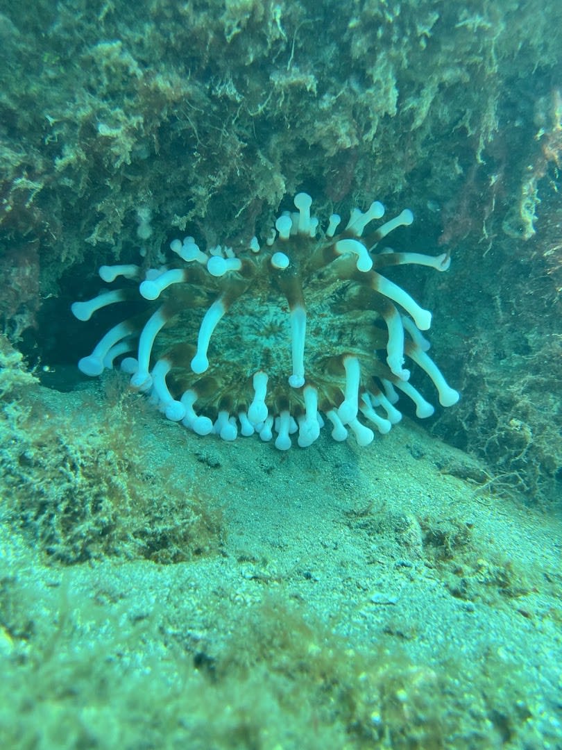 DS Divers Gran Canaria photo 4