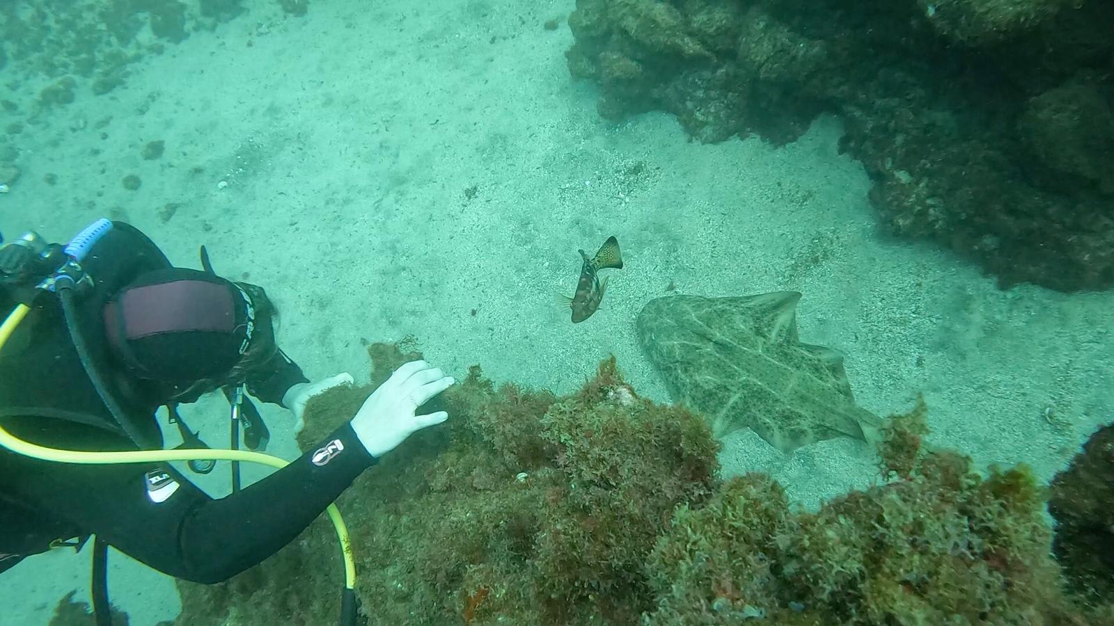 Buceo Canarias photo 3