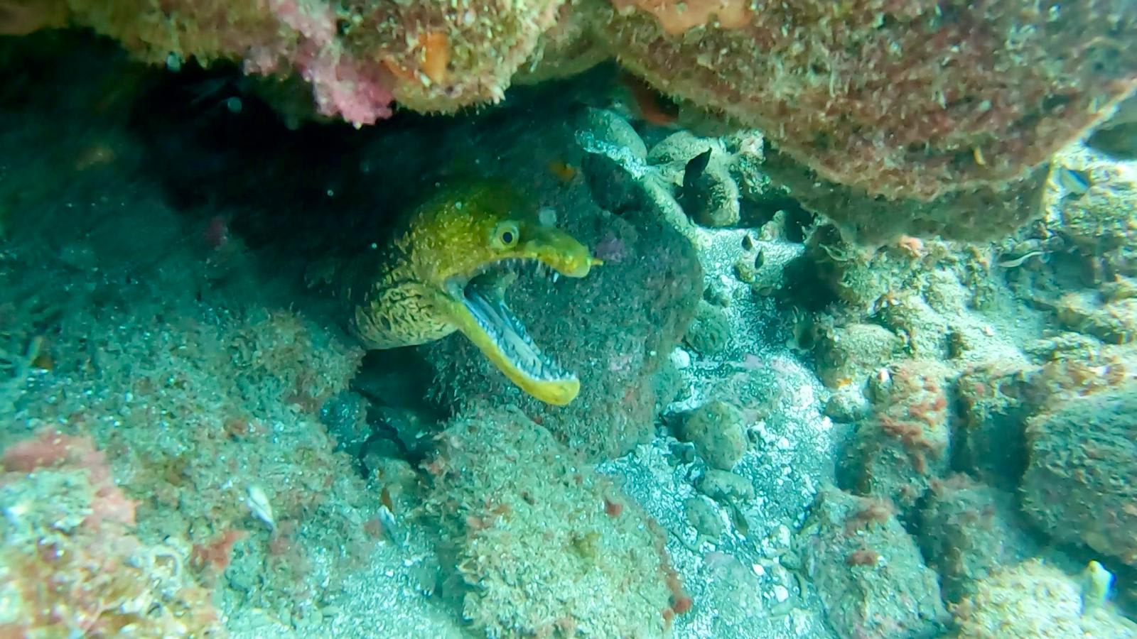 Buceo Canarias photo 4