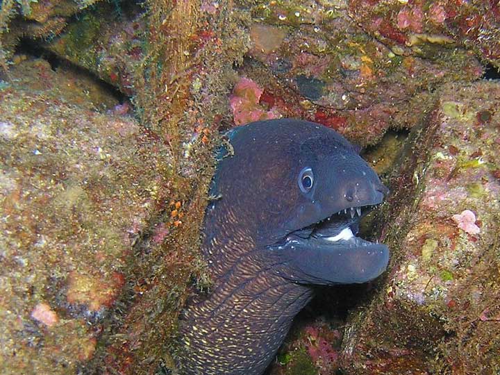 Calypso Dive Center photo 3