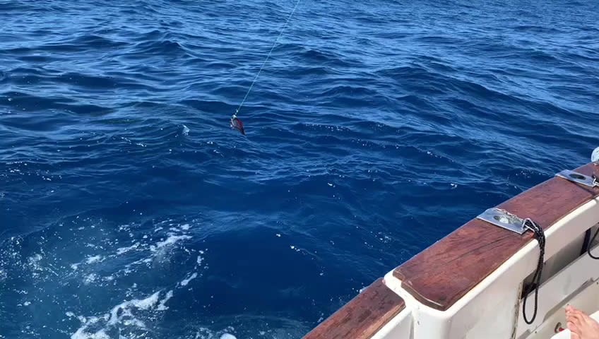 Blue Marlin 3 Gran Canaria photo 1
