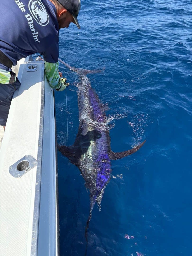 White Marlin photo 3
