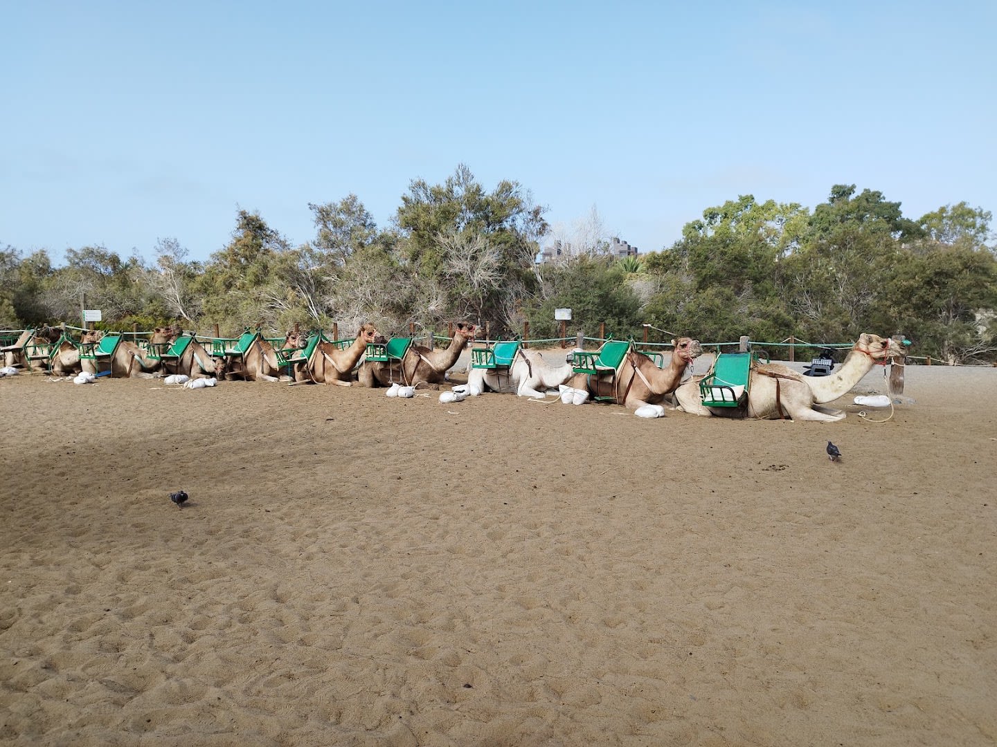 OkGranCanaria photo 2