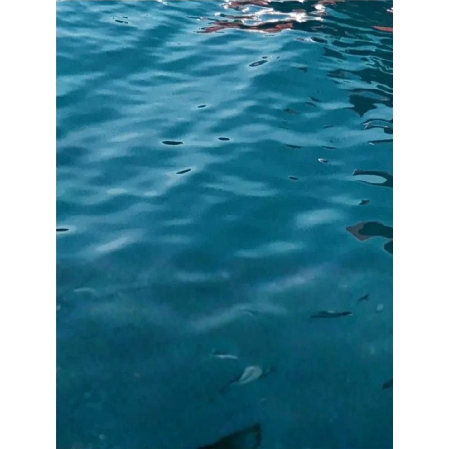 Raptor Boat Tours Zadar photo 4