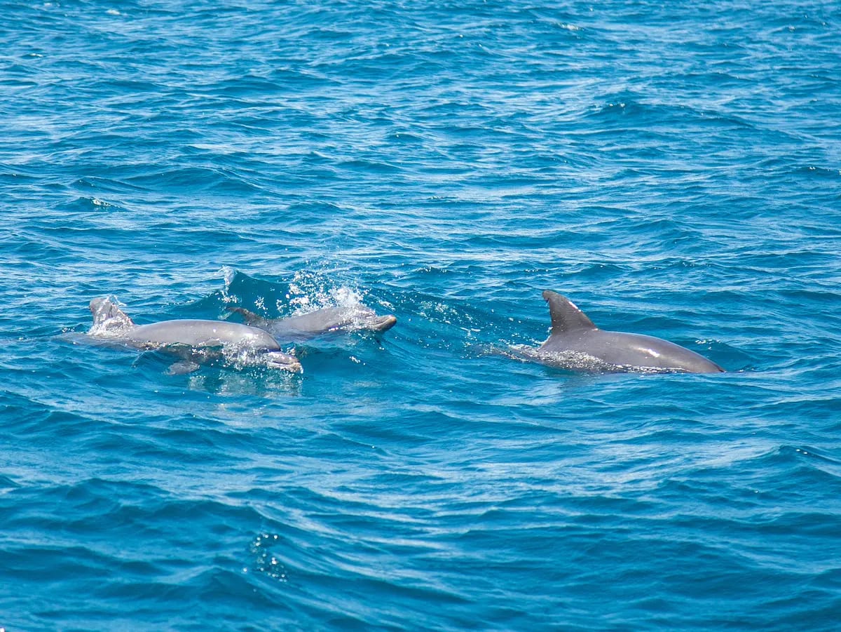 Split Boat Tours photo 2