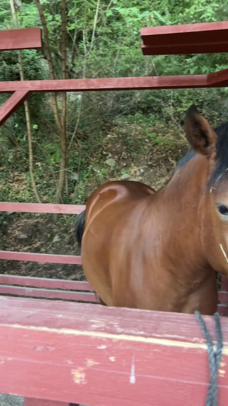 Konjički Centar Budva photo 2