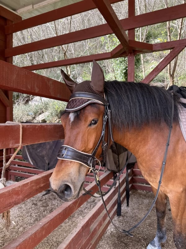 Konjički Centar Budva photo 5