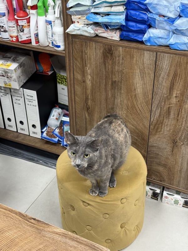 Pet House Budva photo 5