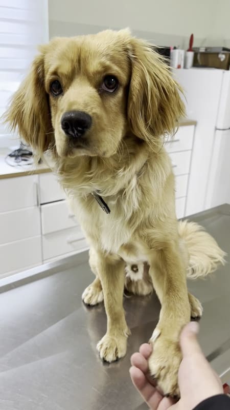 Vet Medica Budva photo 2