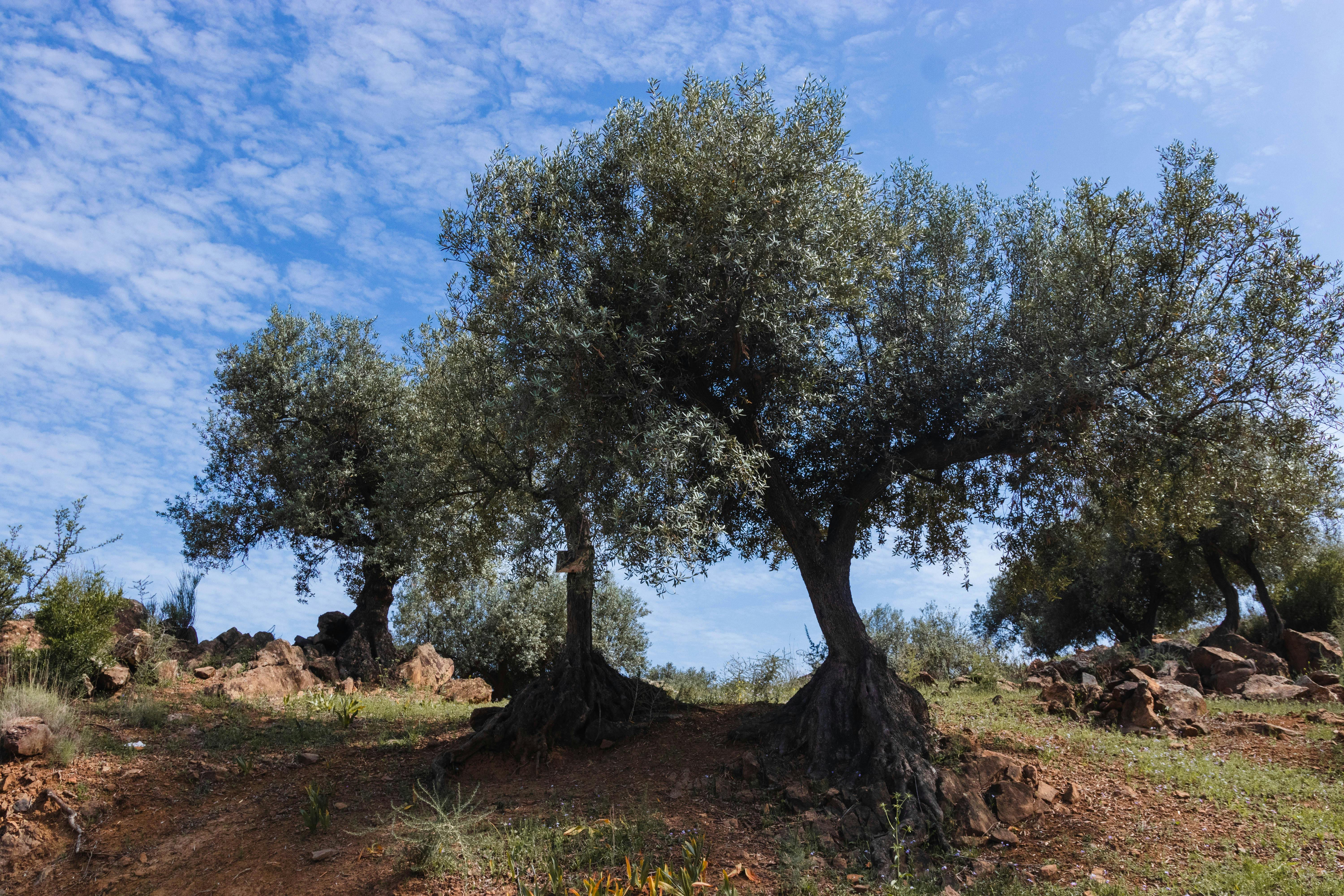 Récolte des olives à Paštrovići