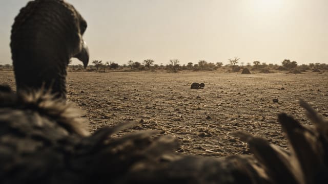 A cinematic desert landscape seen from the low vantage point of a vulture, with blurred dark feathers in the foreground and a lone child resting in the far distance beneath a harsh sun. The vast empty terrain and muted earth tones create a mood of moral unease, isolation and philosophical reflection.