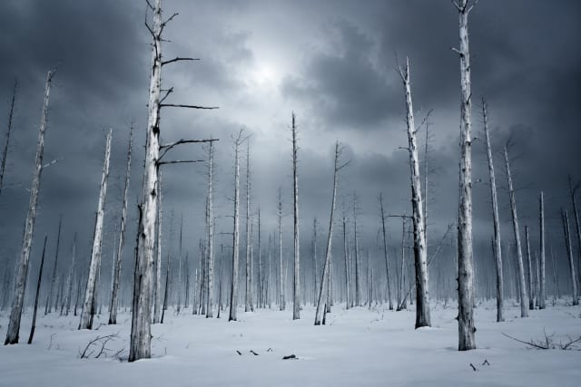 Haunting winter forest of bare, dead ash trees with skeletal white trunks and leafless branches standing against a dark, overcast sky, evoking ecological decline, forest mortality and the stark beauty of nature.