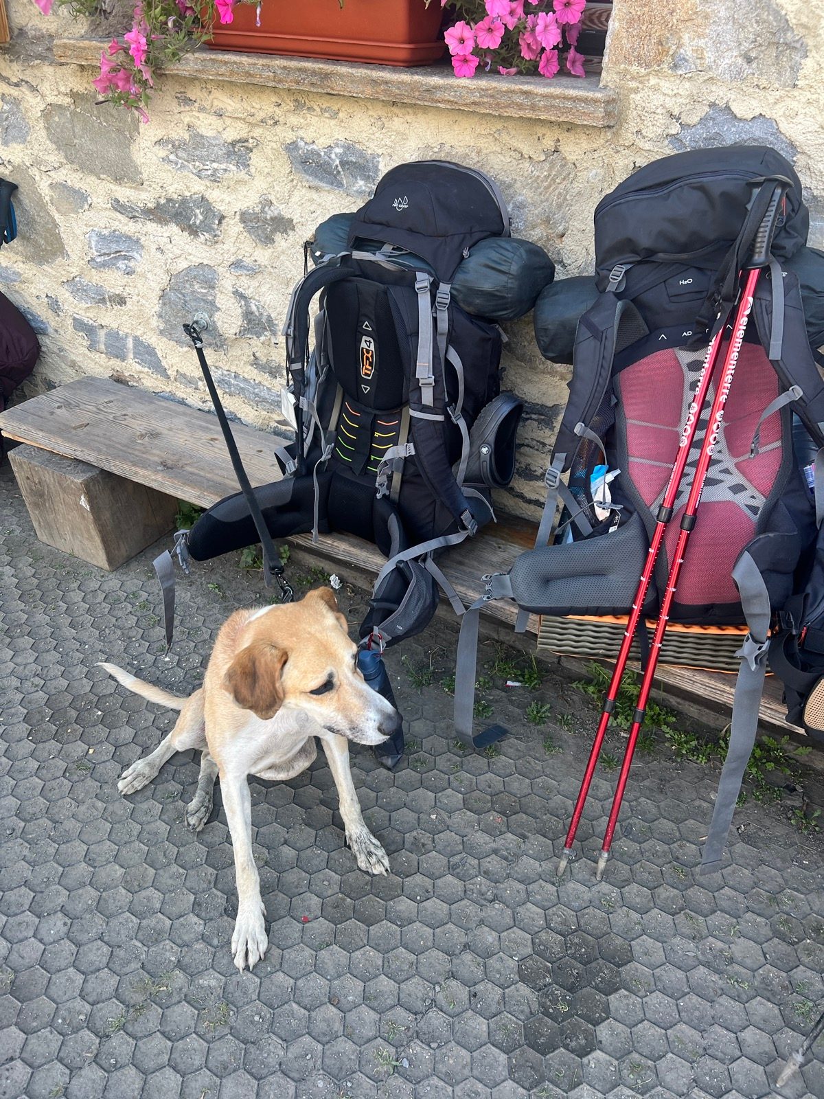 De hond in kwestie.