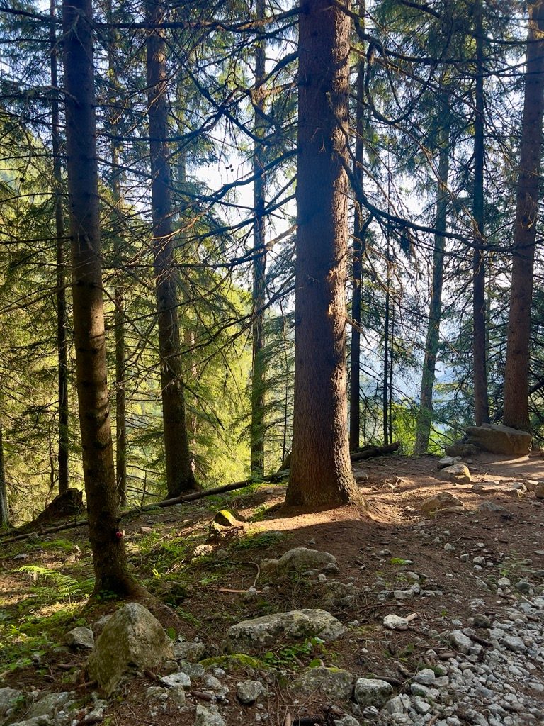 lijkt wel een beeetje op de californische redwoods