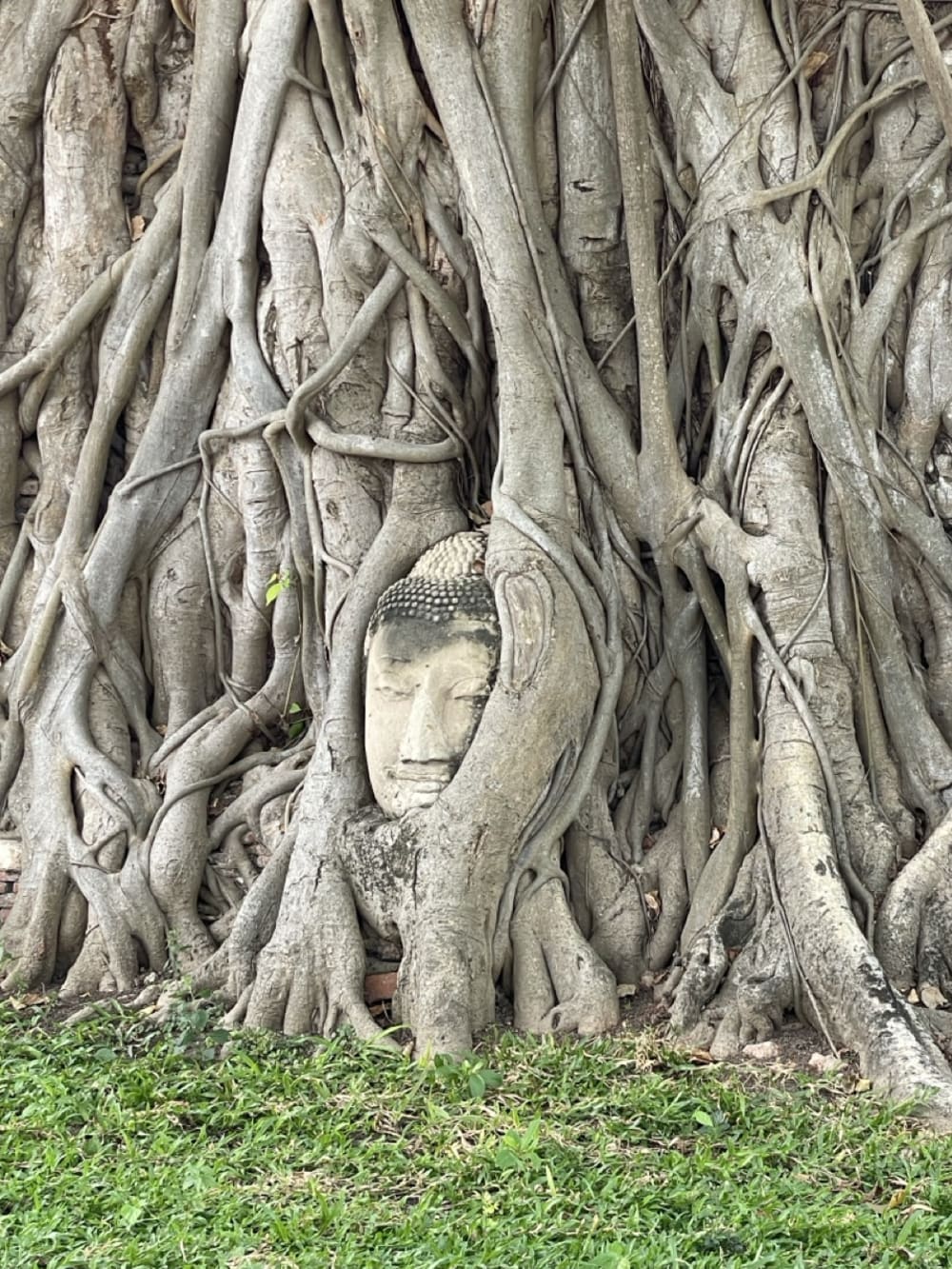 Tête de Bouddha en pierre enserrée dans les racines d'un arbre au Wat Mahathat, Ayutthaya
