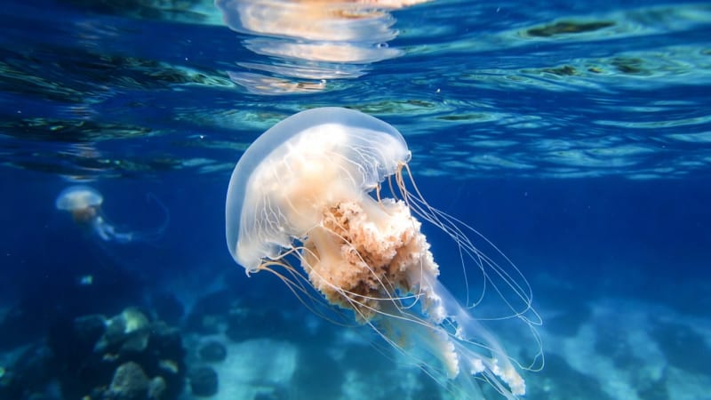 Cuboméduse Thaïlande — méduse-boîte mortelle