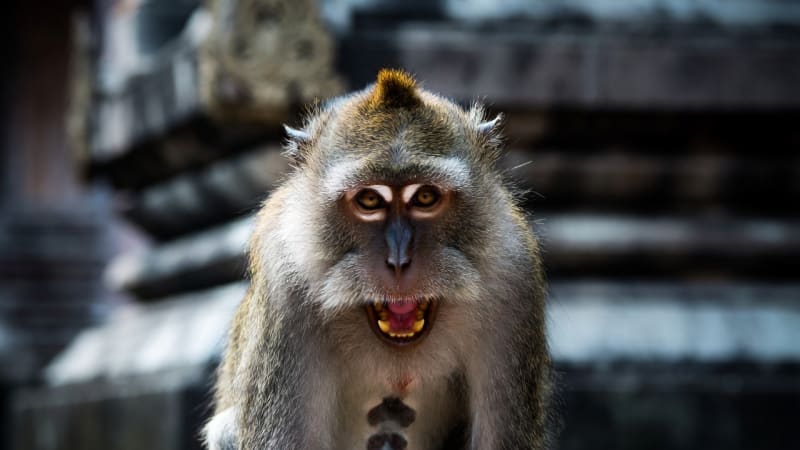 Macaque Thaïlande