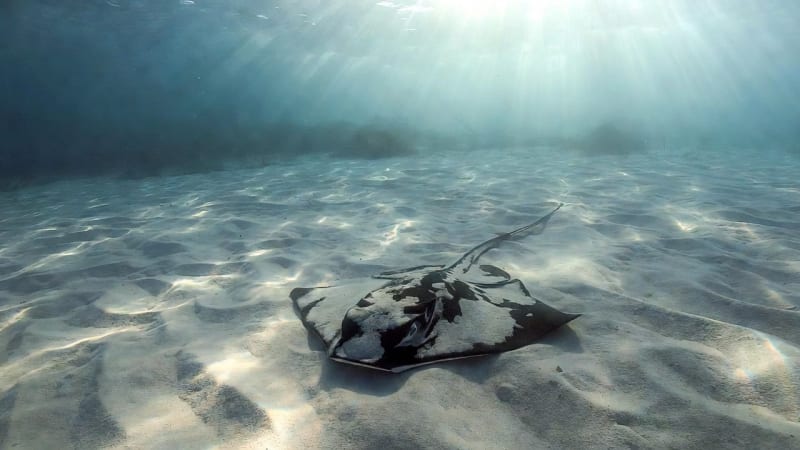 Raie pastenague Thaïlande