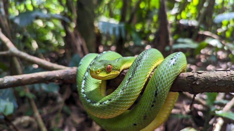 Vipère arboricole verte Thaïlande