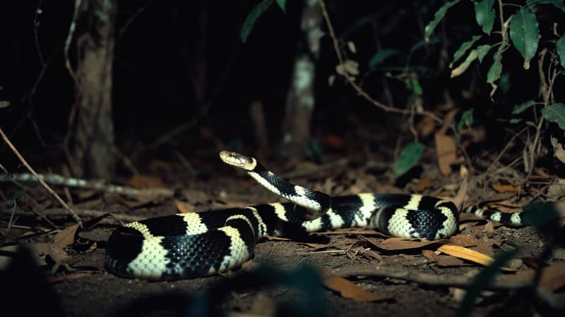 Krait noir et blanc Thaïlande