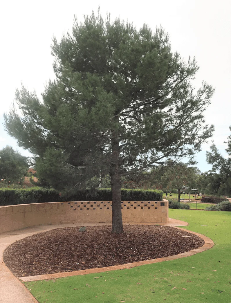 Our Memorial 12 Lone Pine Tree