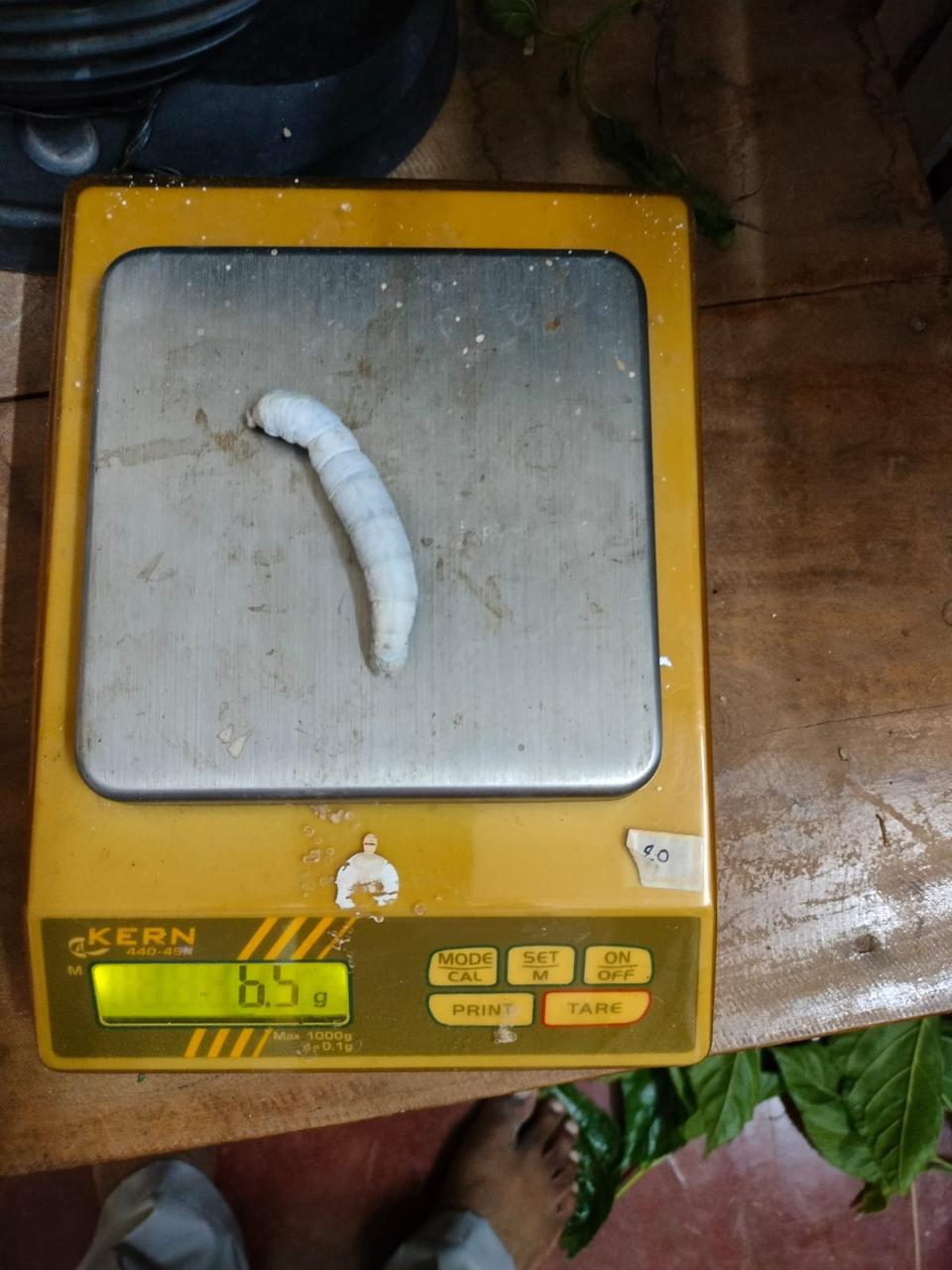 Precision weighing of single silkworm for growth monitoring