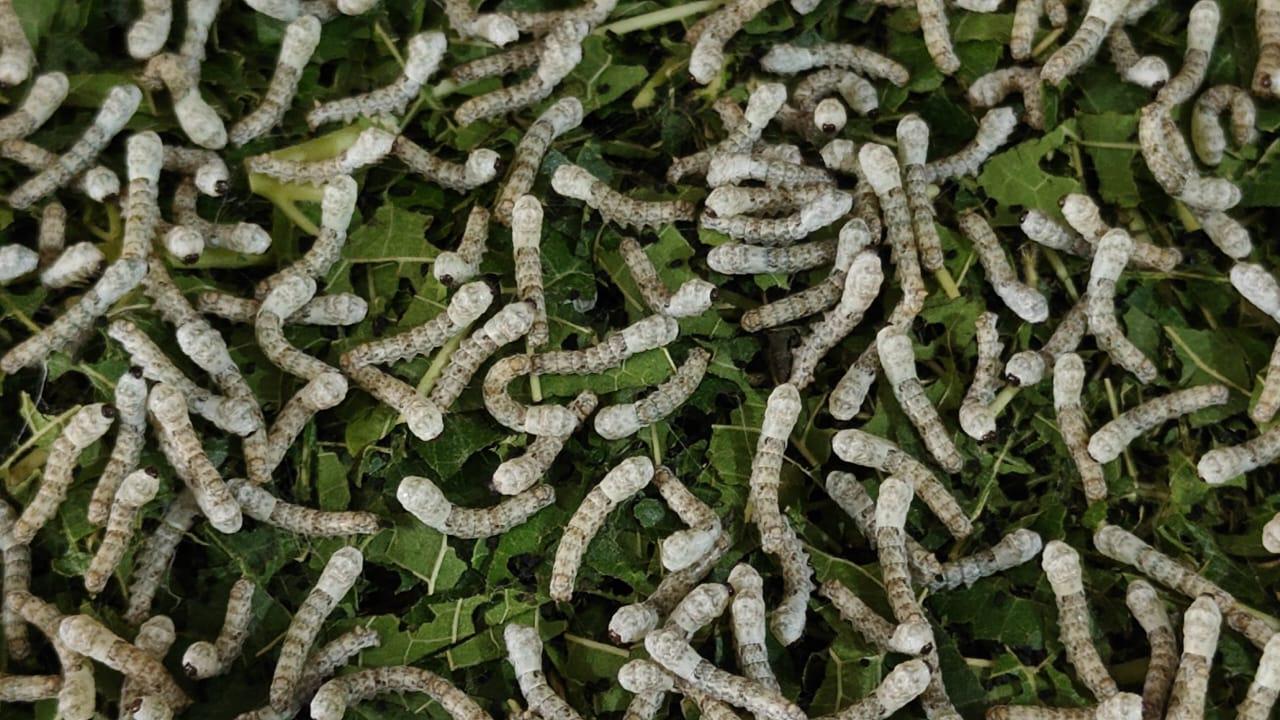 Healthy silkworms feeding on fresh mulberry leaves