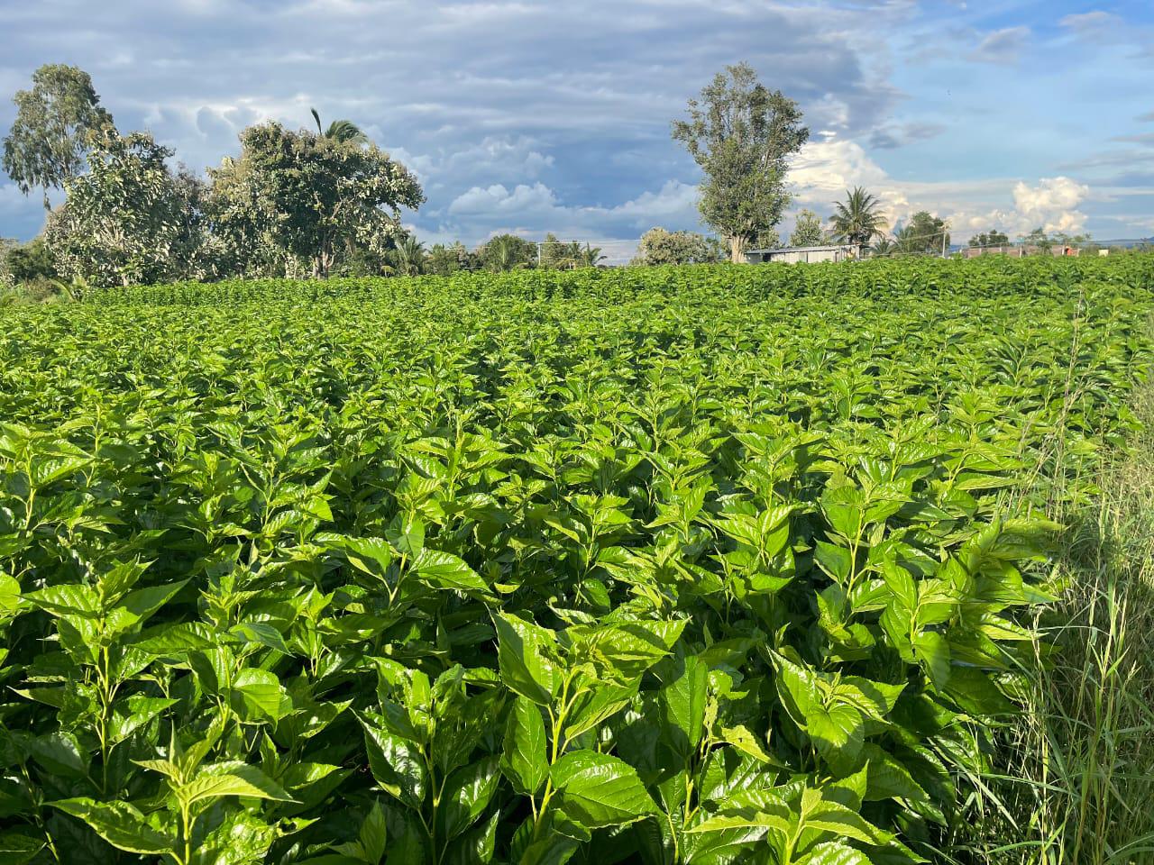 Mulberry plantation maintained at KV Thyaraj Mugana Koppallu