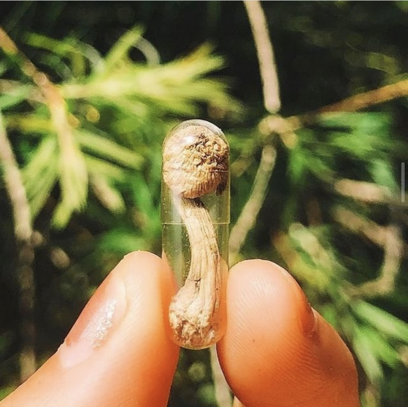 A microdose capsule held up against greenery