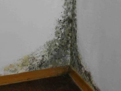 В Чувашии только прокурорская проверка помогла избавиться от плесени в одной из столичных школ