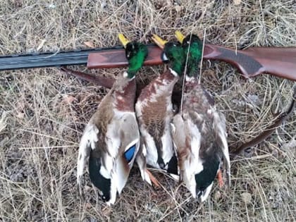 Памятка охотнику по профилактике гриппа птиц