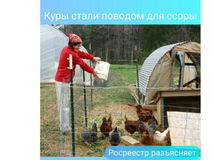 Куры стали поводом для ссоры