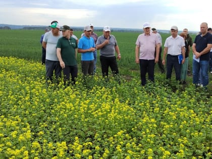 В Комсомольском муниципальном округе прошел смотр полей
