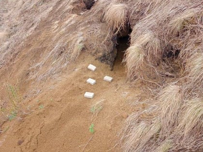 В Чувашии раскидают приманки для хищников с вакциной от бешенства