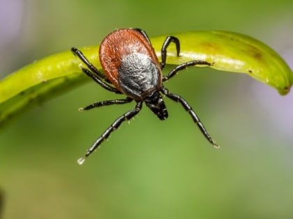 Чувашский Роспотребнадзор проводит горячую линию по вопросам профилактики клещевого энцефалита
